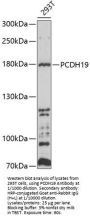 Protocadherin-19 (PCDH19) Antibody