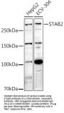 Stabilin-2 (STAB2) Antibody
