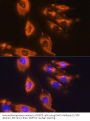 Dystroglycan (DAG1) Antibody