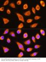 Dystroglycan (DAG1) Antibody