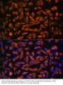 Dystroglycan (DAG1) Antibody