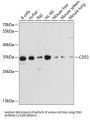 Leukocyte Surface Antigen CD53 (CD53) Antibody