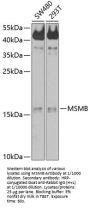 Beta-Microseminoprotein (MSMB) Antibody