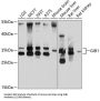 Gap Junction Protein Beta 1 (GJB1) Antibody