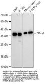 Nascent Polypeptide-Associated Complex Alpha Subunit (NACA) Antibody