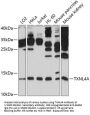 Thioredoxin Like 4A (TXNL4A) Antibody