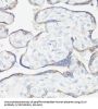 Clustered Mitochondria Protein Homolog (CLUH) Antibody