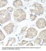 Clustered Mitochondria Protein Homolog (CLUH) Antibody