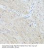 Clustered Mitochondria Protein Homolog (CLUH) Antibody