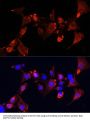 Clustered Mitochondria Protein Homolog (CLUH) Antibody