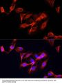 Clustered Mitochondria Protein Homolog (CLUH) Antibody