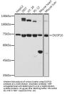 Dual Specificity Protein Phosphatase 16 (DUSP16) Antibody