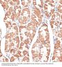 Chromosome-Associated Kinesin KIF4A (KIF4A) Antibody