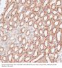 Chromosome-Associated Kinesin KIF4A (KIF4A) Antibody