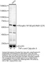 Transcription Factor p65 Phospho-Ser276 (RELA pS276) Antibody