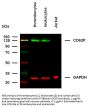 P-Selectin (SELP) Antibody
