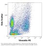 Vimentin (VIM) Antibody (PE)