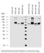 Sialomucin Core Protein 24 (CD164) Antibody