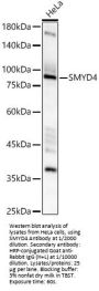 SET And MYND Domain-Containing Protein 4 (SMYD4) Antibody