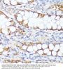 SET And MYND Domain-Containing Protein 4 (SMYD4) Antibody