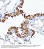 SET And MYND Domain-Containing Protein 4 (SMYD4) Antibody