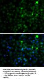 SET And MYND Domain-Containing Protein 4 (SMYD4) Antibody