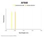 Rabbit Anti-Goat IgG H&L Antibody (AF568)