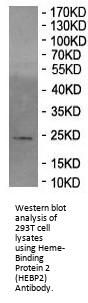 Heme-Binding Protein 2 (HEBP2) Antibody
