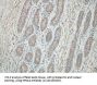 Importin Subunit Alpha-3 (KPNA4) Antibody
