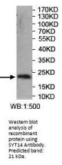 Synaptotagmin-14 (SYT14) Antibody