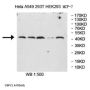CST Complex Subunit STN1 (OBFC1) Antibody