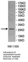 Coiled-Coil Domain Containing 103 (CCDC103) Antibody