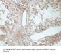 Coiled-Coil Domain Containing 103 (CCDC103) Antibody