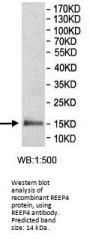 Receptor Expression-Enhancing Protein 4 (REEP4) Antibody