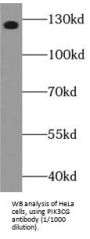 Phosphatidylinositol 4,5-Bisphosphate 3-Kinase Catalytic Subunit Gamma Isoform (PIK3CG) Antibody