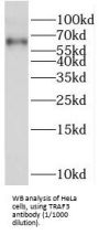 TNF Receptor-Associated Factor 3 (TRAF3) Antibody