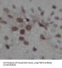 TNF Receptor-Associated Factor 3 (TRAF3) Antibody