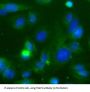 TNF Receptor-Associated Factor 3 (TRAF3) Antibody