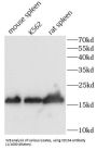 Cluster of Differentiation 40 Ligand / TNFSF5 (CD40LG) Antibody