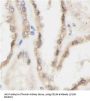 Cluster of Differentiation 40 Ligand / TNFSF5 (CD40LG) Antibody