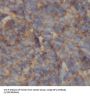 Insulin-Like Growth Factor I (IGF1) Antibody