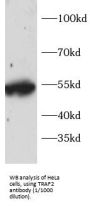 TNF Receptor Associated Factor 2 (TRAF2) Antibody