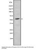 Phospho-PKM2 (Tyr105) Antibody