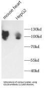 Syndecan 1 (SDC1) Antibody