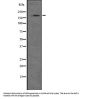 Nik-Related Protein Kinase (NRK) Antibody