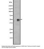 G Protein Coupled Receptor 12 (GPR12) Antibody