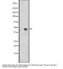 AlkB Homolog 5, RNA Demethylase (ALKBH5) Antibody