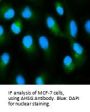 Alpha 2-HS Glycoprotein (AHSG) Antibody