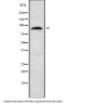 Rho GTPase-Activating Protein 24 (RHG24) Antibody