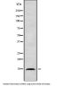 Brain Protein I3 (BRI3) Antibody